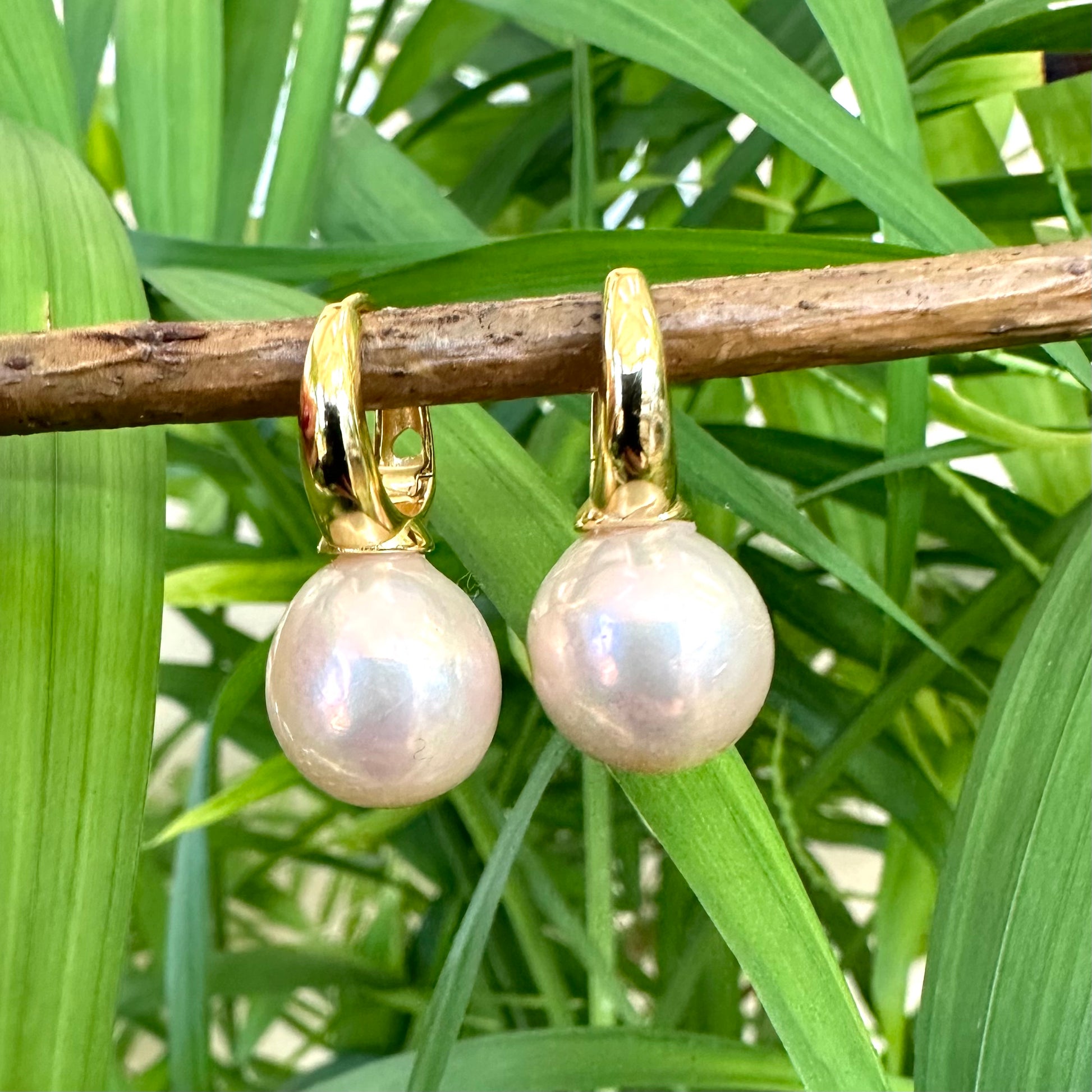 Golden pink pearl hoop earrings hanging from branch among green leaves, showing soft glow of Edison pearls and gold hoops.