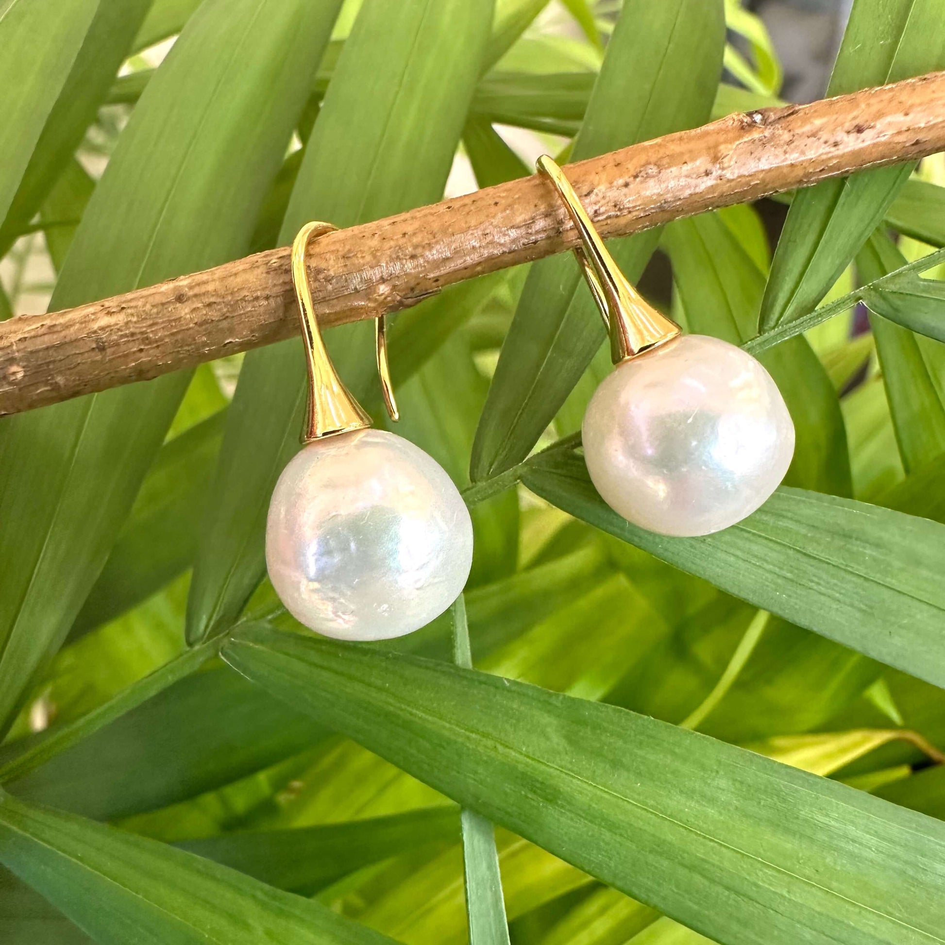 White pearl drop earrings with gold vermeil hooks hanging from branch among leaves, showing radiant luster in natural light.