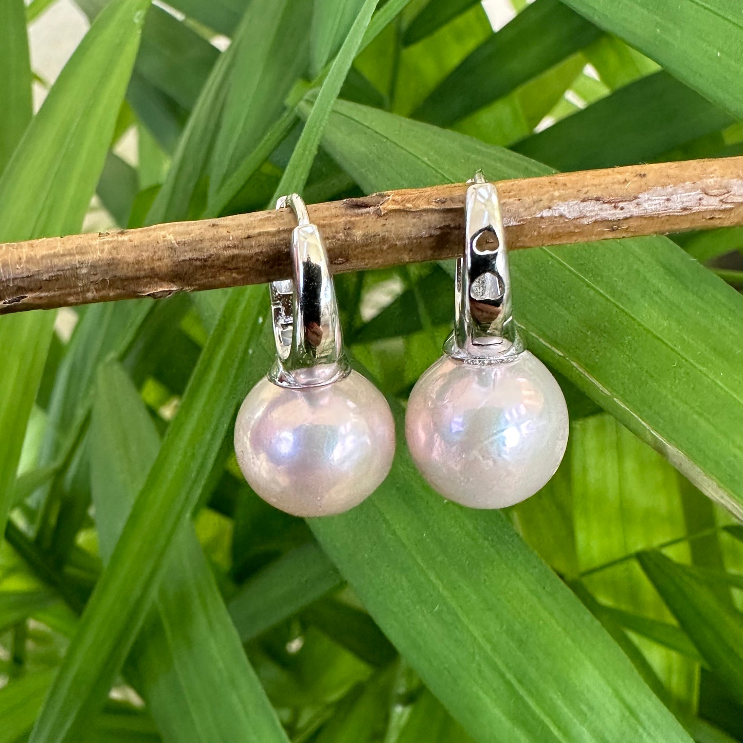Light Pink Pearl Hoop Earrings – Edison Pearls, Silver displayed against green foliage.
